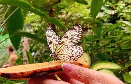 תצוגת המגוון הביולוגי ובית הפרפרים באקווריום ישראל, ירושלים