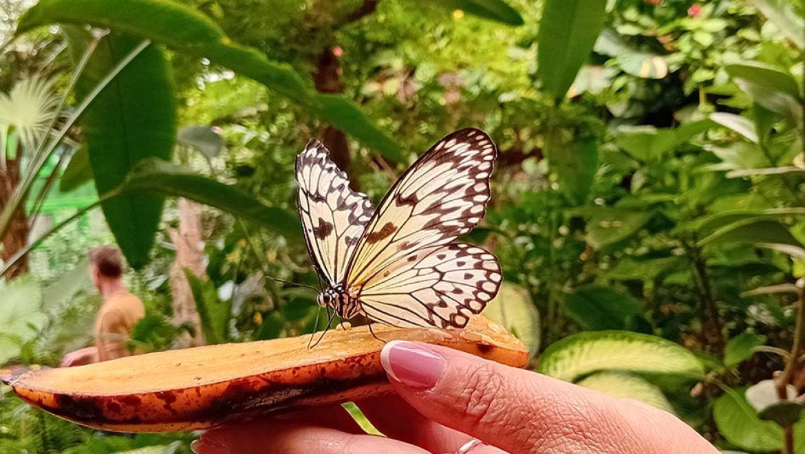 תצוגת המגוון הביולוגי ובית הפרפרים באקווריום ישראל, ירושלים