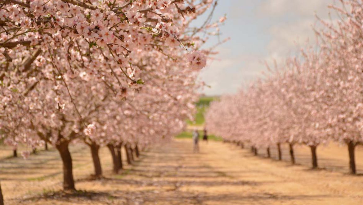 עץ השקד – הפריחות היפות ביותר ברחבי הארץ