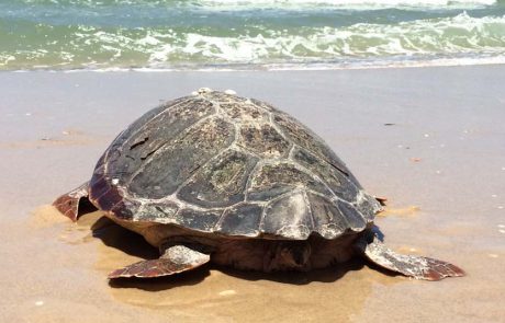 קוסם, צבת הים החומה, חוזרת חופשיה לים