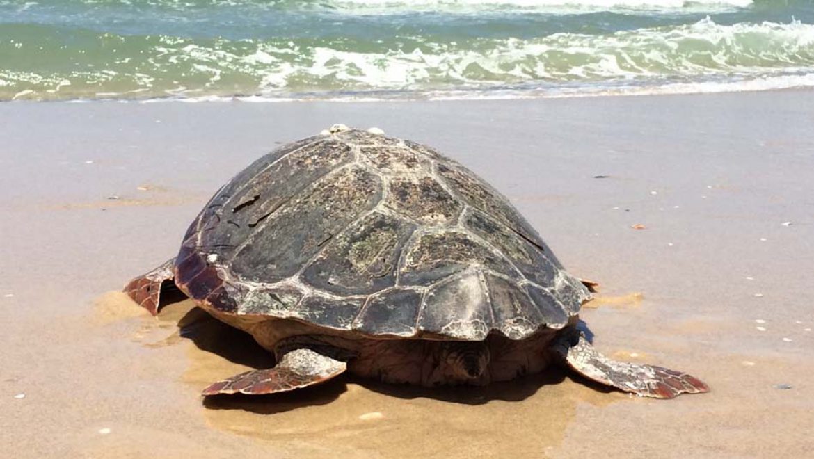 קוסם, צבת הים החומה, חוזרת חופשיה לים