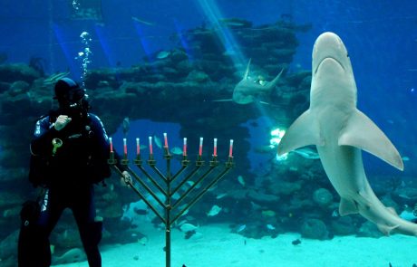 פארק המצפה התת ימי באילת: פעילויות חנוכה לכל המשפחה