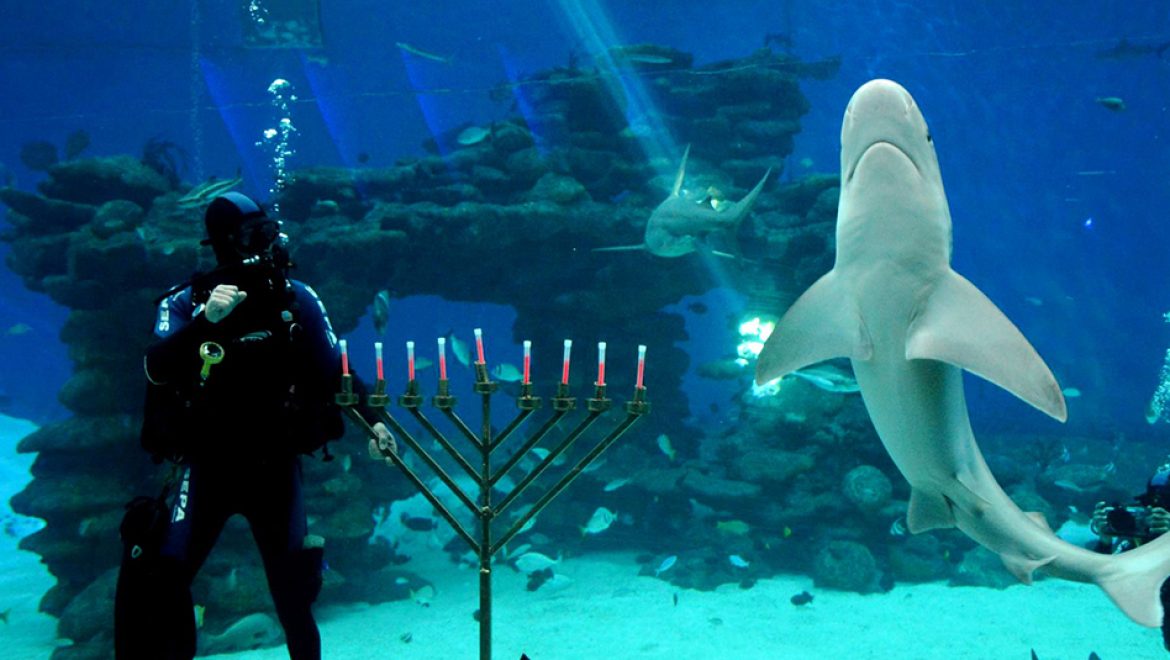 פארק המצפה התת ימי באילת: פעילויות חנוכה לכל המשפחה