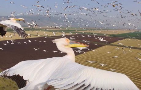 הטבע נכנס למסך: מפגשים ייחודיים בין טבע, סביבה ומצלמה