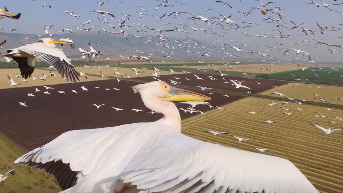 הטבע נכנס למסך: מפגשים ייחודיים בין טבע, סביבה ומצלמה