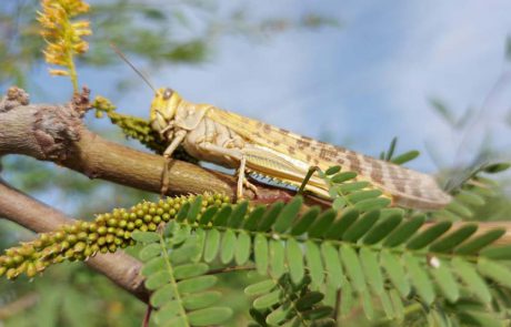 הרבה ארבה: אחת מ’מכות מצרים’ הגיעה לדרום הארץ
