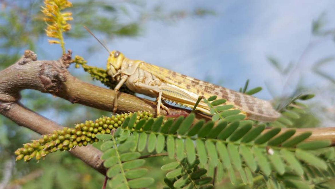 הרבה ארבה: אחת מ’מכות מצרים’ הגיעה לדרום הארץ