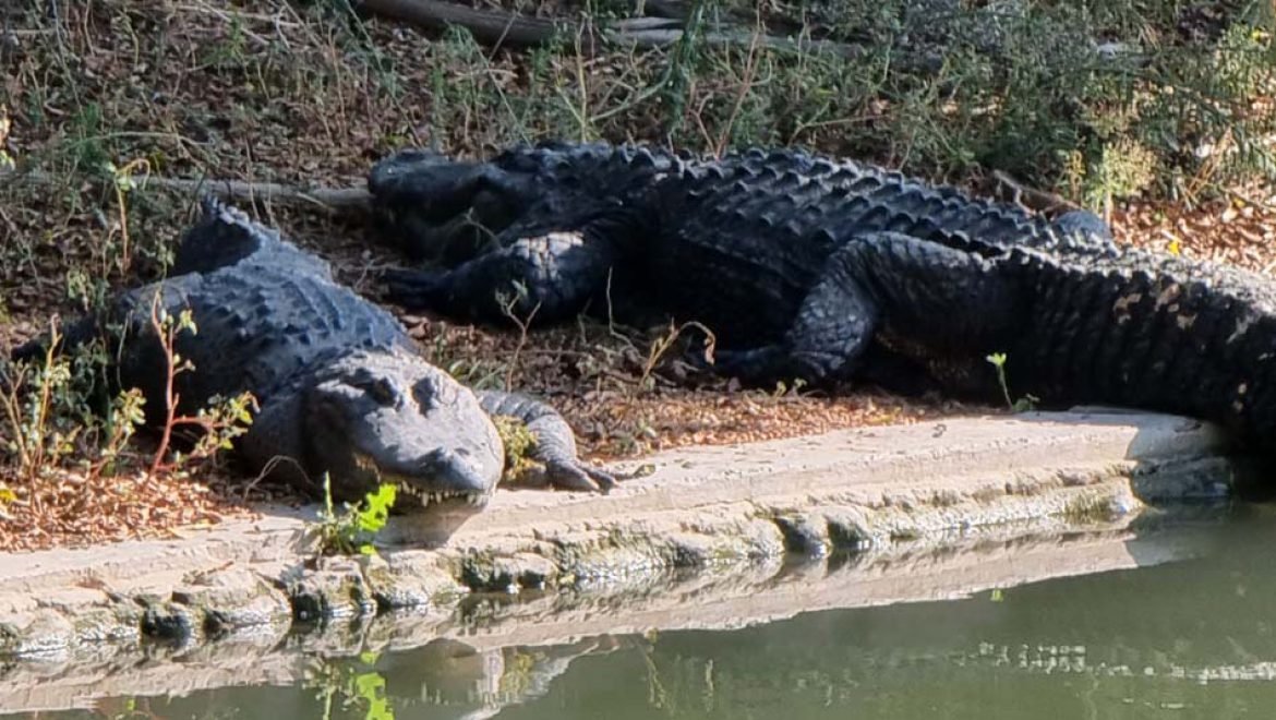 מדליקים נר שלישי בחוות התנינים חמת גדר שנפתחה מחדש