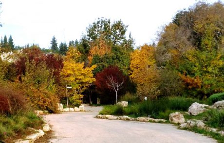 תחרות העץ הלאומי: קק”ל מקיימת את הבחירות הכי מלבלבות
