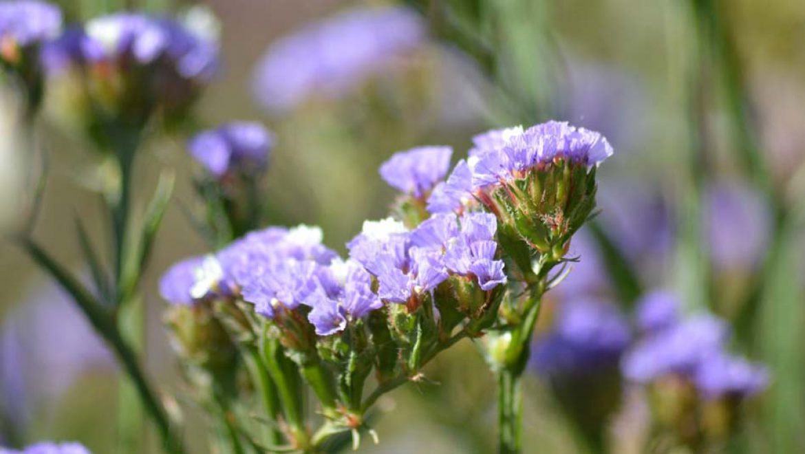 מחפשים מתנה לכל המשפחה, לחגי תשרי? אז יש, פורחת ואקולוגית