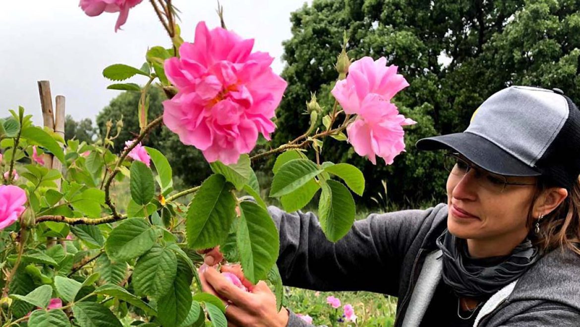 בתיירות עין זיוון מזמינים לטיול בניחוח ורוד