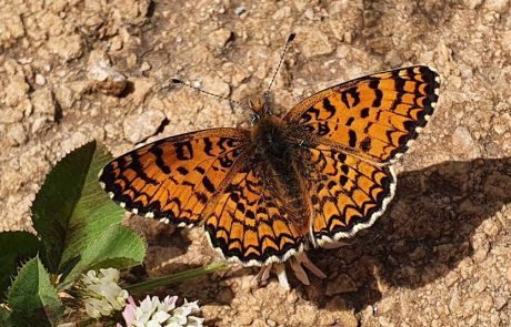 ‘פארק אגם הפרפרים’ מזמין את המשפחות לטייל בו