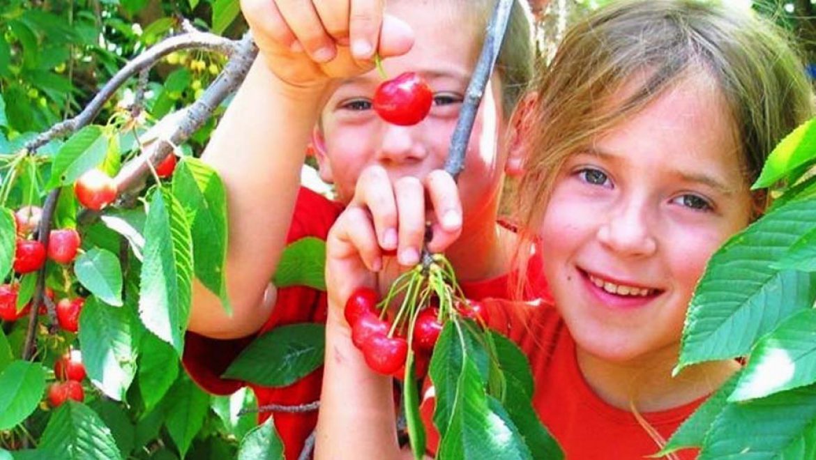הפנינג ביכורים ענק וקטיף עצמי לכל המשפחה