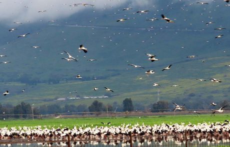 חוזרים הביתה: ימי נדידה מטורפים של העופות באגמון החולה-קק”ל