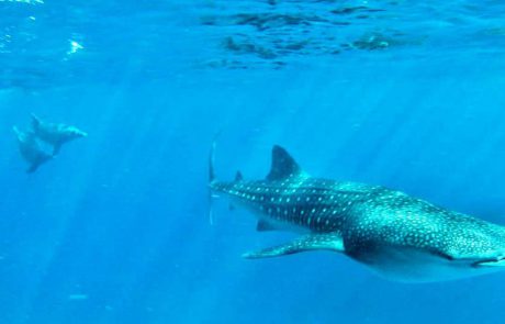 מבלים מתחת למים: כריש לוויתן ודולפינים משתובבים יחדיו