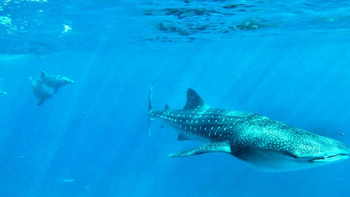 מבלים מתחת למים: כריש לוויתן ודולפינים משתובבים יחדיו