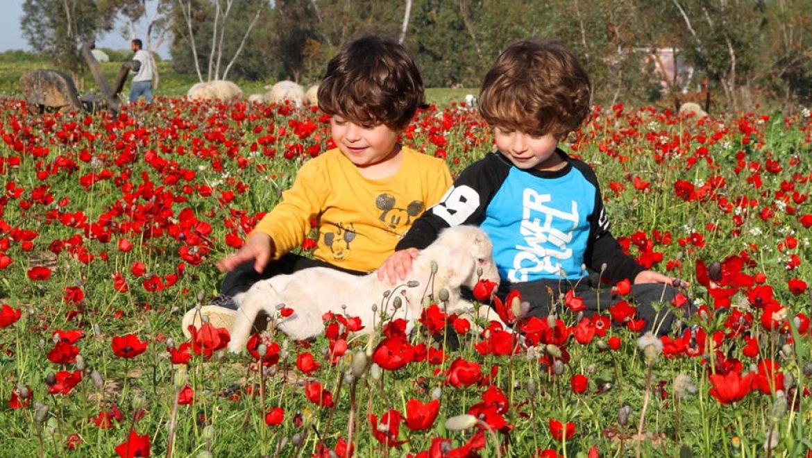 פסטיבל ‘דרום בלב’ יצא לדרך: כַּלָּנִיּוֹת, כַּלָּנִיּוֹת, כַּלָּנִיּוֹת מְטֻלָּלוֹת חִנָּנִיּוֹת”