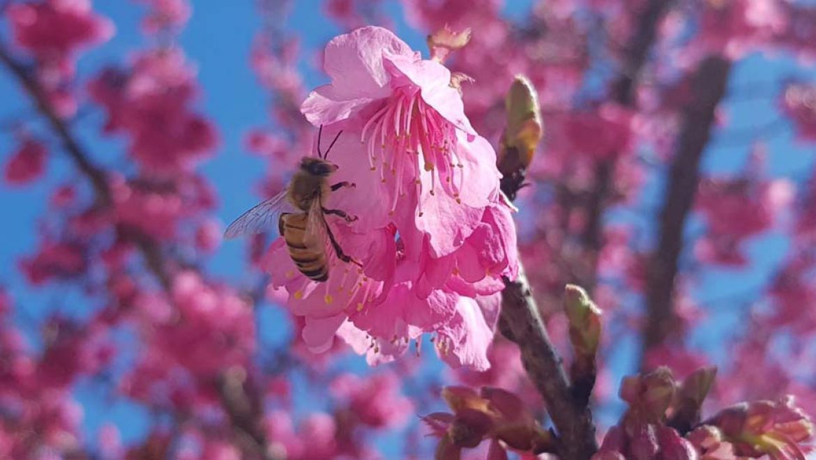 מה שלא יהיה, בוחרים בגן הבוטני בירושלים