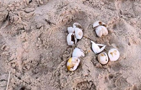 סיפור מתח על צבת ים, שועל רעב ופקח עירני