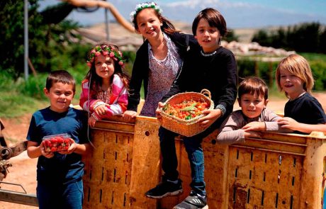 קטיף ביכורי הדובדבן בעין זיוון בגולן