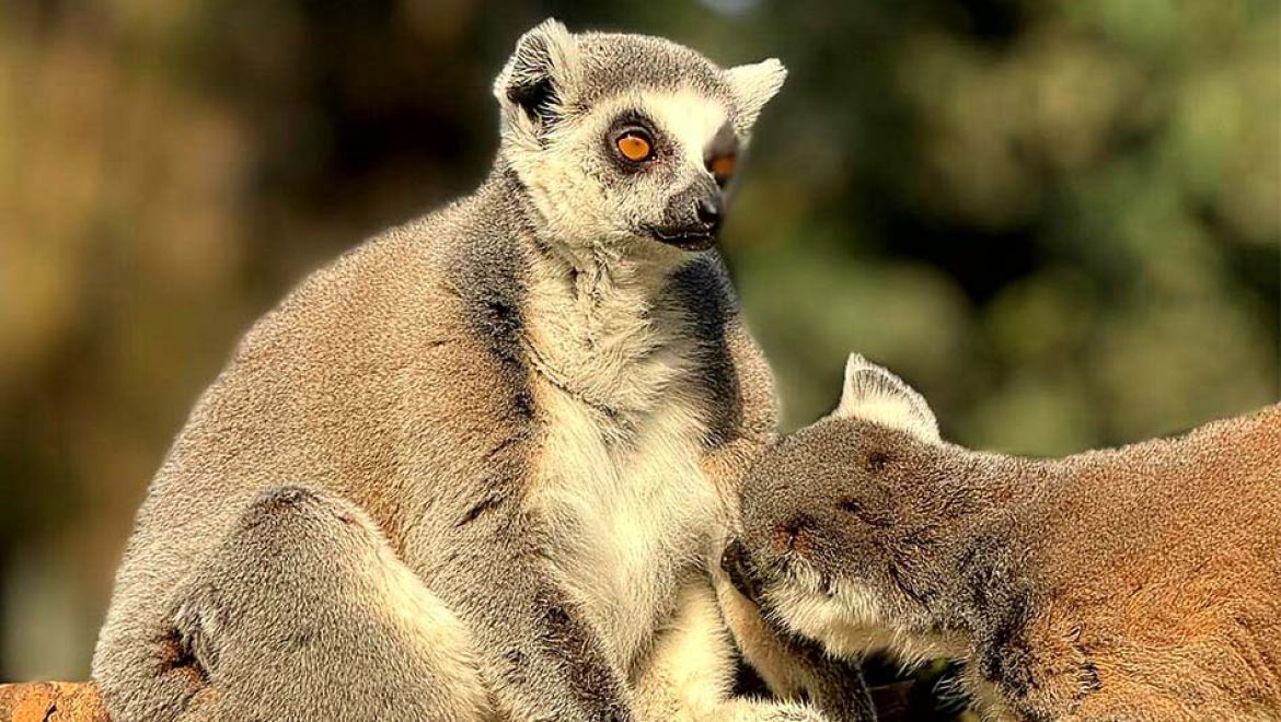 למור קטה: דיירת חדשה וריחנית בספארי בר”ג