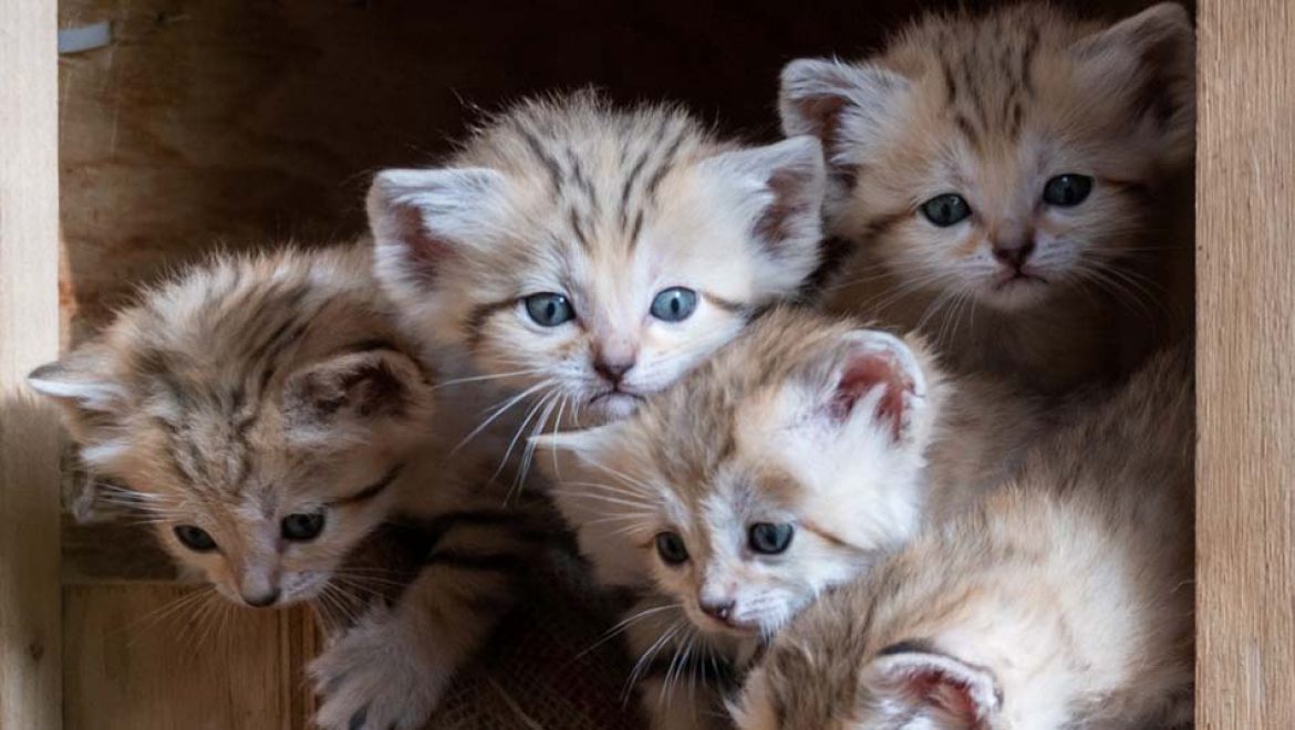 מעשה בחמישה חתולים מתוקים: חתולי החולות של הספארי