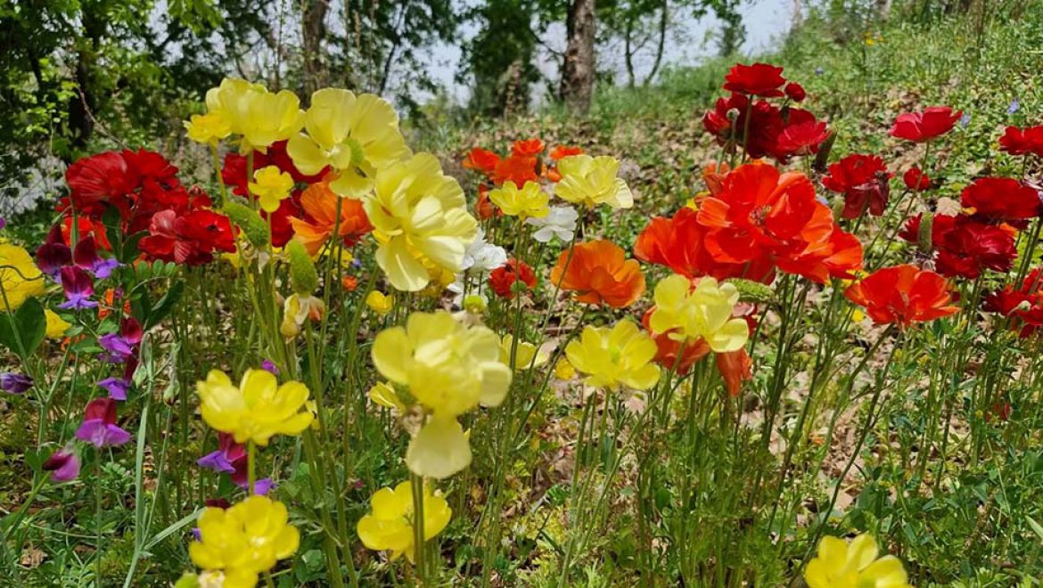 פריחה מיוחדת ונדירה בגן הבוטני האוניברסיטאי בירושלים