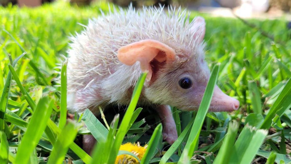 להציל את הקיפודים: צח, קיפוד החולות הלבקן, מחלים ויחזור בקרוב לטבע