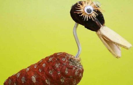 שבת ירוקה בחוצות המפרץ: סדנת מחזור ירוקה ואקולוגית לכל המשפחה