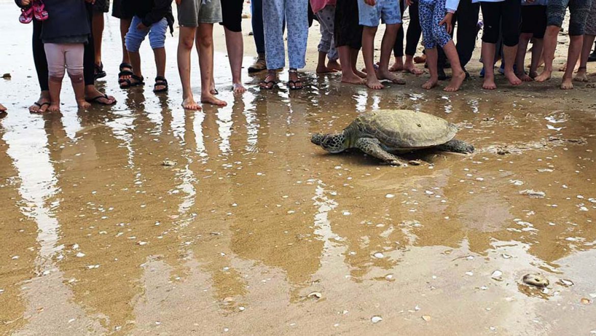 הושבו לטבע 4 צבים שטופלו ושוקמו במרכז הצלה לצבי ים של רט”ג