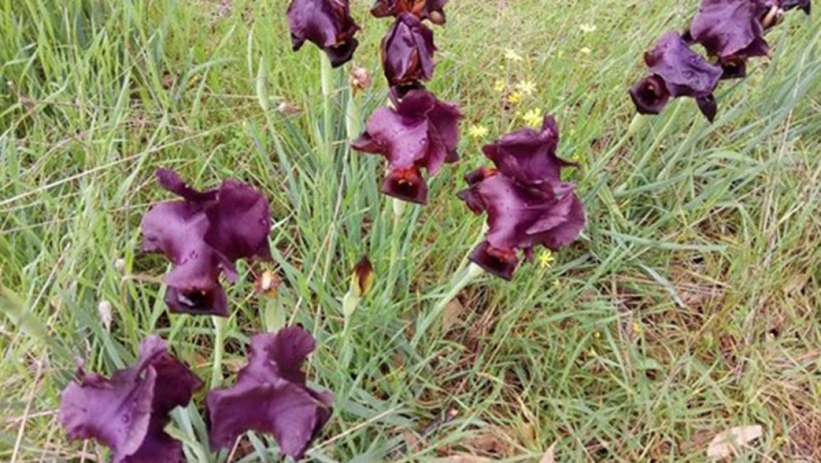 שישי בסימן פריחה: קרן קיימת בסיורי פריחה לקהל הרחב