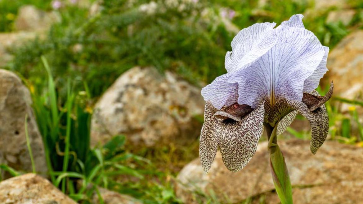 פריחת סוף החורף בגולן