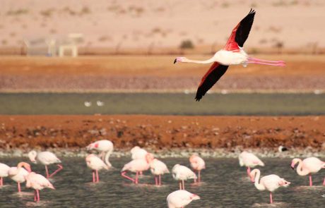 הערבה הדרומית מזמינה את כל המשפחה לסיורים בטבע