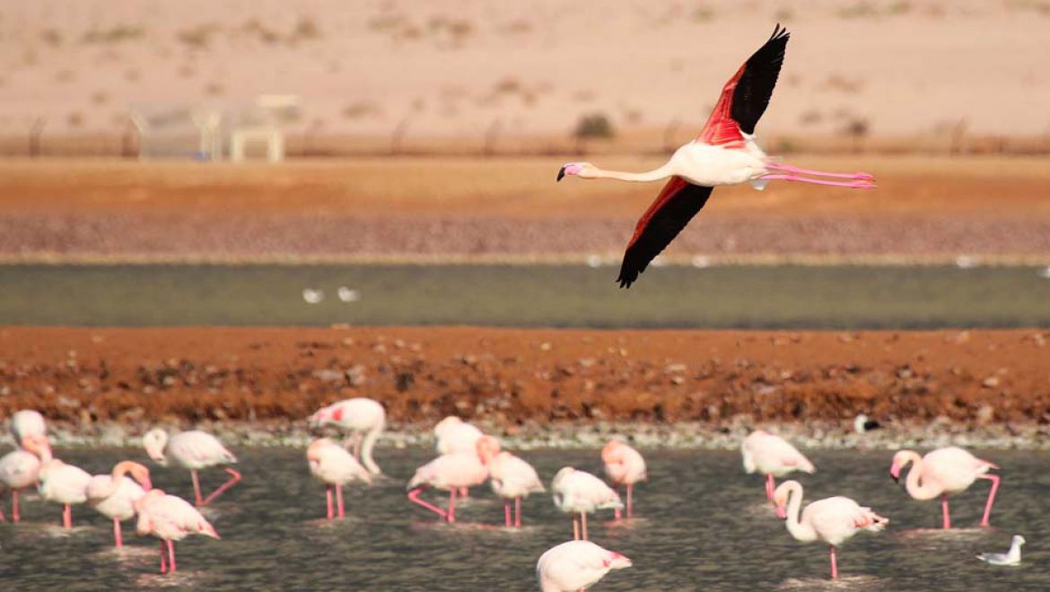 הערבה הדרומית מזמינה את כל המשפחה לסיורים בטבע