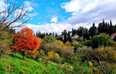 כמו בחו”ל: מופע שלכת מרהיב בגן הבוטני בירושלים