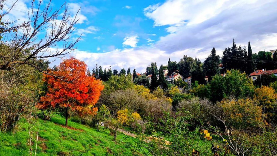 כמו בחו”ל: מופע שלכת מרהיב בגן הבוטני בירושלים