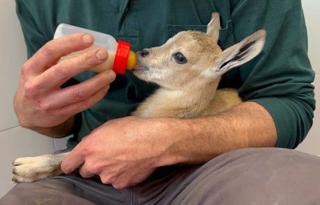 מעשה ב- 2 גדיים קטנטנים ויעלה אחת