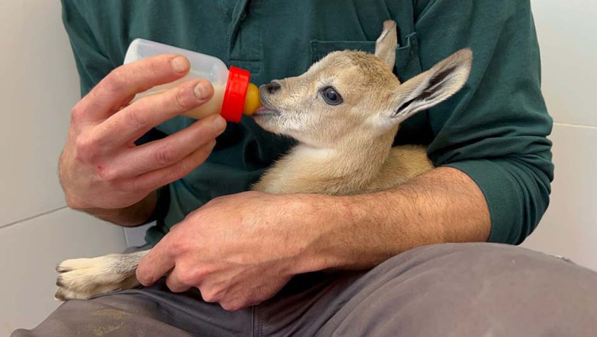 מעשה ב- 2 גדיים קטנטנים ויעלה אחת