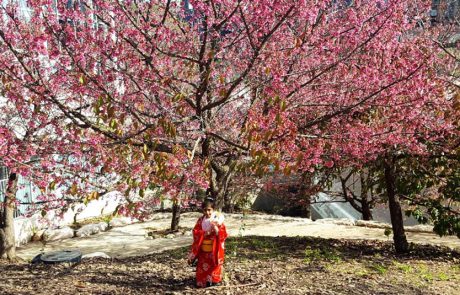 חוגגים את פריחת הדובדבן הקסומה, בגן הבוטני גבעת רם ירושלים