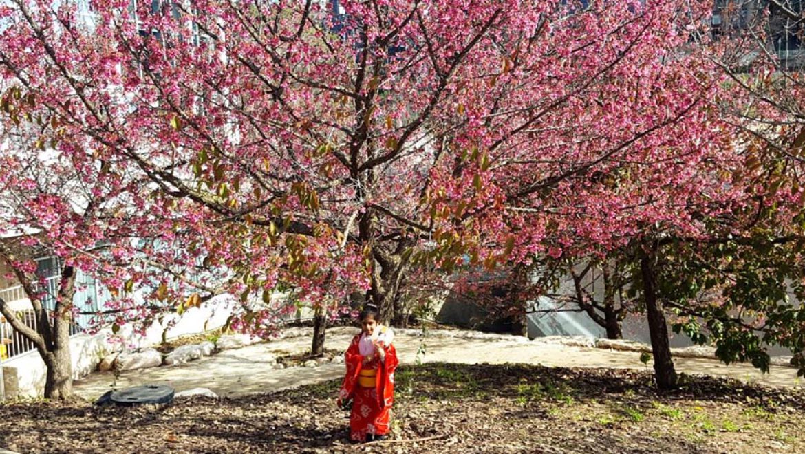 חוגגים את פריחת הדובדבן הקסומה, בגן הבוטני גבעת רם ירושלים