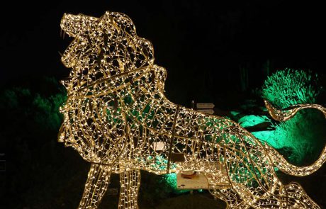 חנוכה משפחתי בגן הבוטני בירושלים עם Winter Dreams