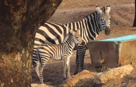 יש לכם רעיון לשם לזברה תינוקת שנולדה בחנוכה?