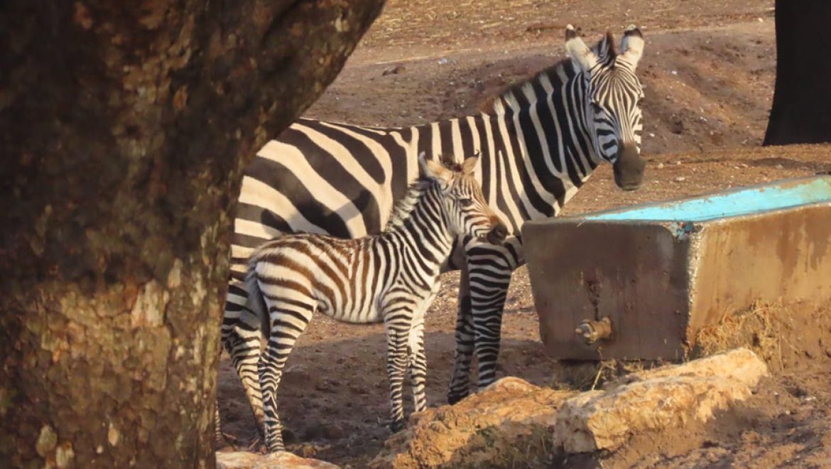 יש לכם רעיון לשם לזברה תינוקת שנולדה בחנוכה?