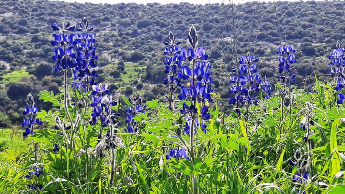 כל המשפחה שומרת על הצמחייה בשבוע שמירת הטבע