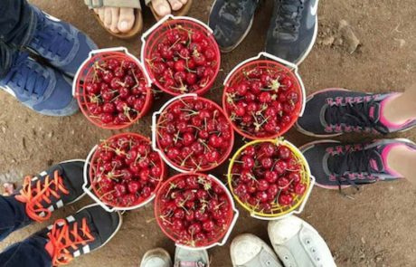 פסטיבל הדובדבן בגולן: עונת הדובדבנים בגולן נמצאת בשיאה