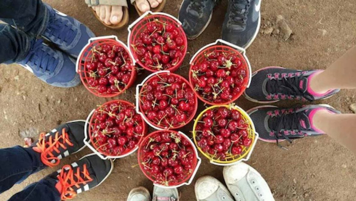 פסטיבל הדובדבן בגולן: עונת הדובדבנים בגולן נמצאת בשיאה