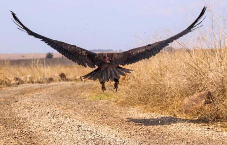 במסגרת פרויקט “פורשים כנף”, מושדרה עוזניה שחורה