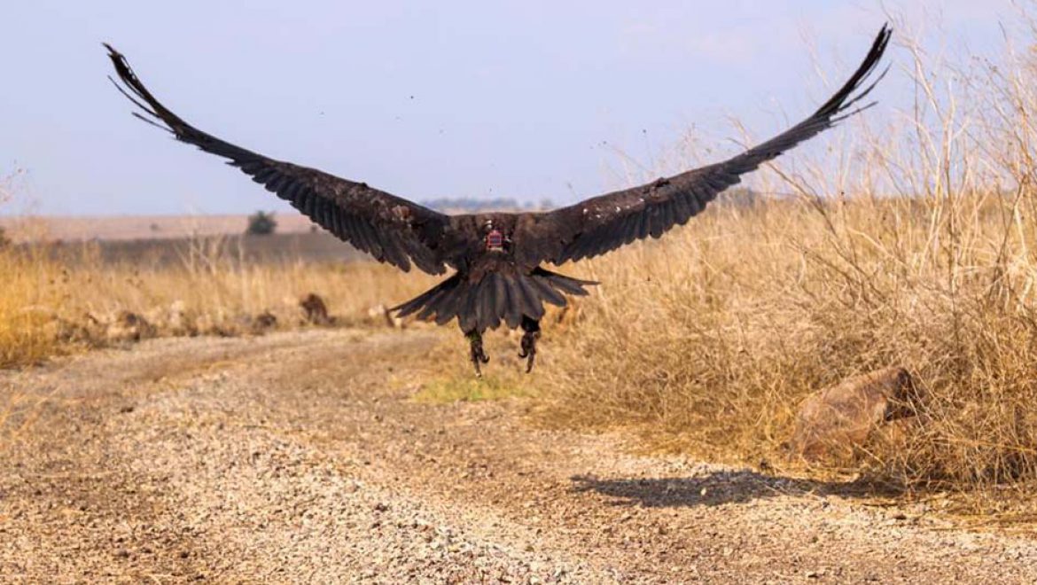 במסגרת פרויקט “פורשים כנף”, מושדרה עוזניה שחורה