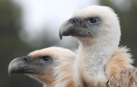 רשות הטבע והגנים יצאה במהלך ארצי לשימור הנשרים