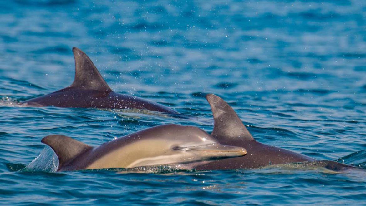 שמורת ים אבטח: מרכיכות וצדפות ועד דגיגים ודולפינים